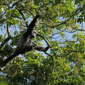 chimpancé - Aner Etxebarria