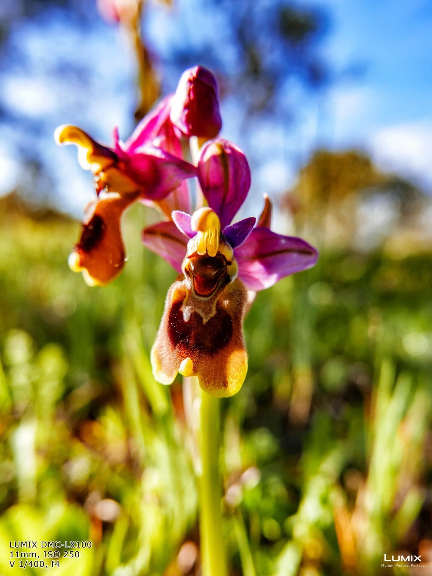 Las orquídeas nos obligan agacharnos y los resultados lo merecen - Andrés Magai