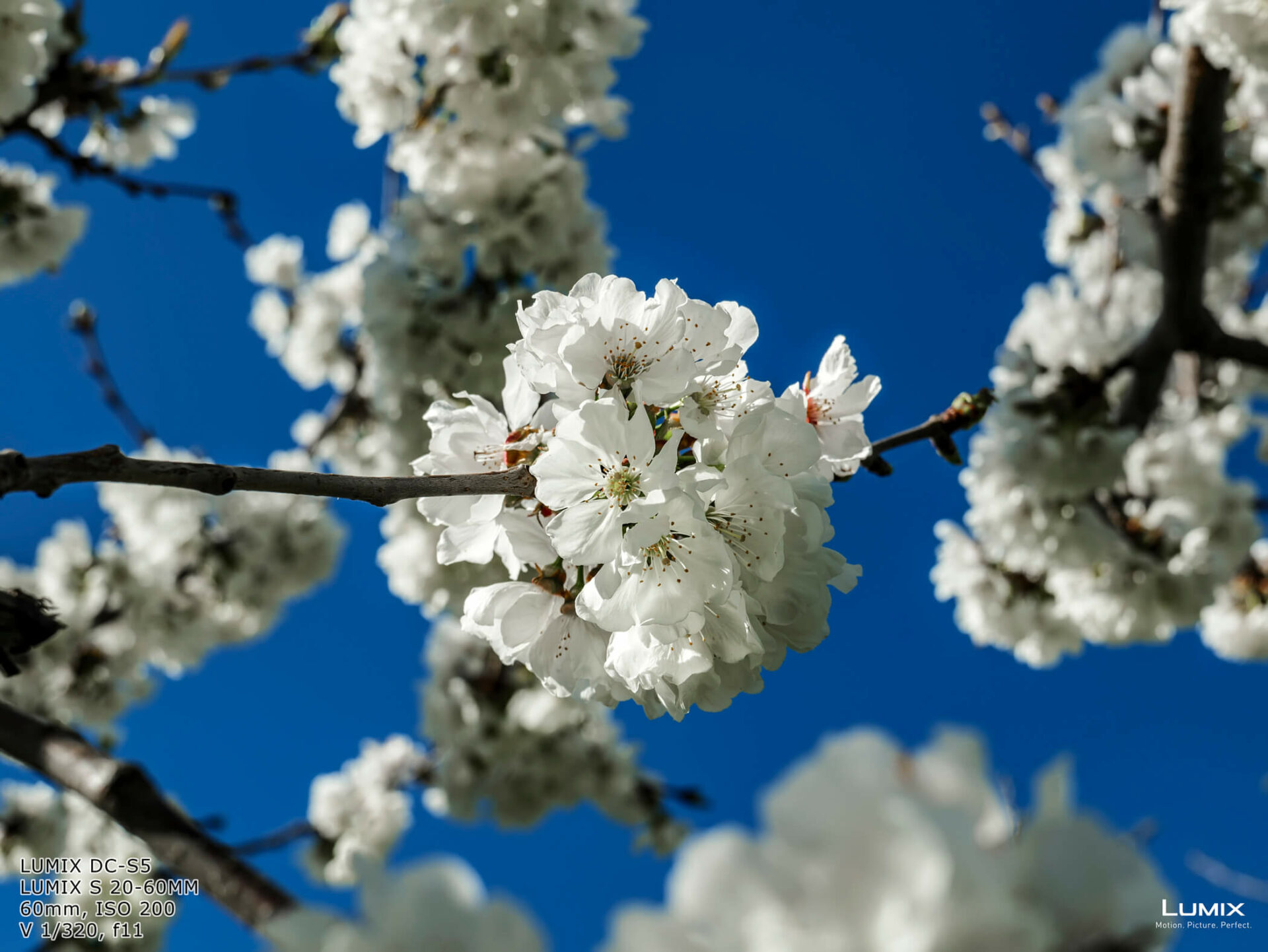 Primer plano de las flores de los cerezos - Andrés Magai