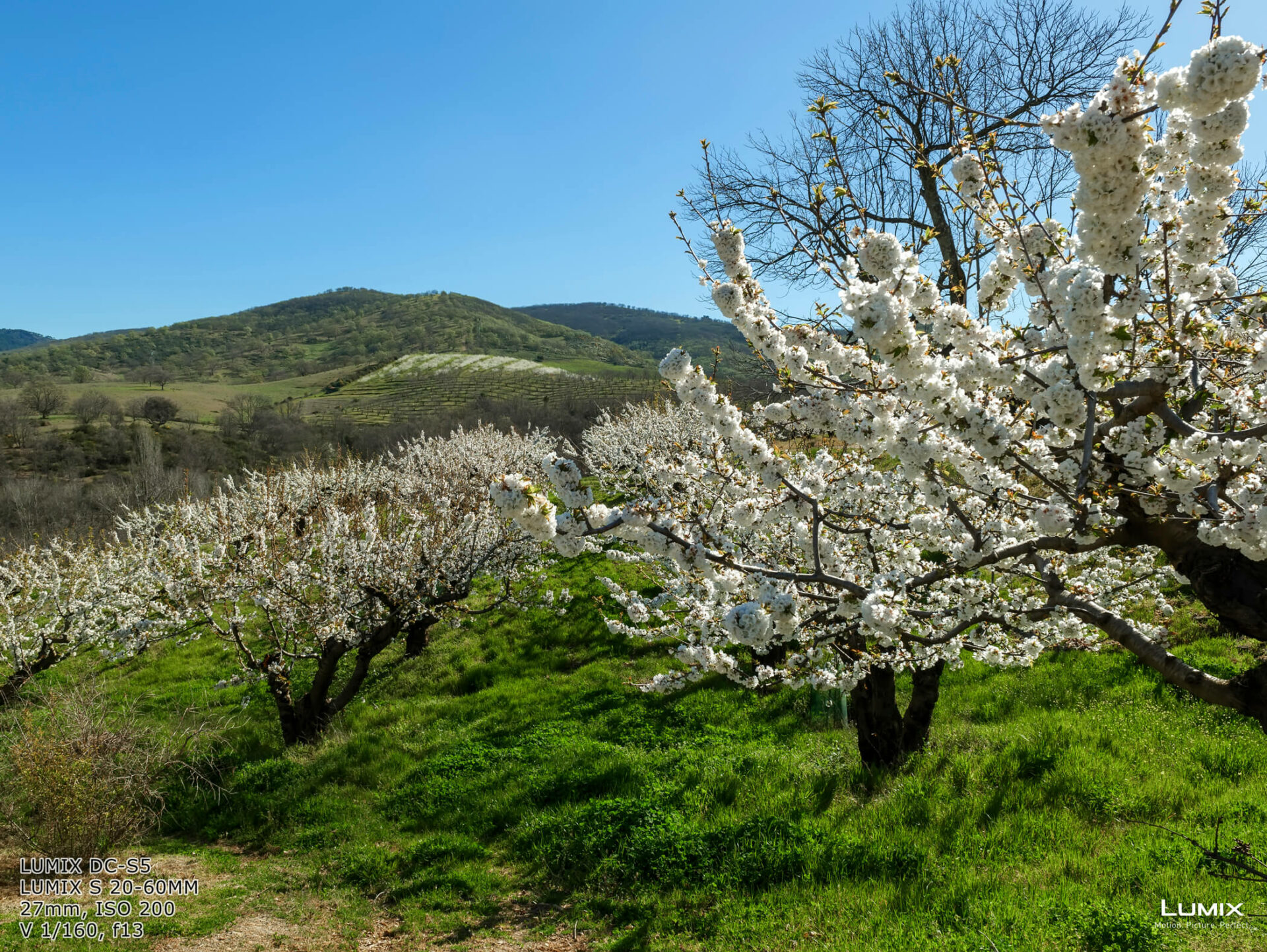 Los campos de cerezos en la primavera merecen una salida fotográfica - Andrés Magai