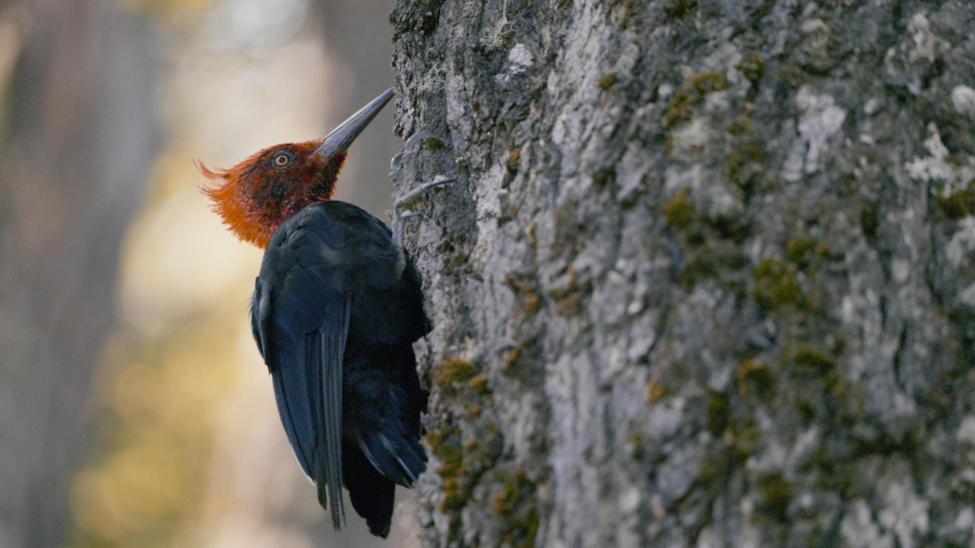 Aner Etxebarria - Patagonia - Lumix S1H
