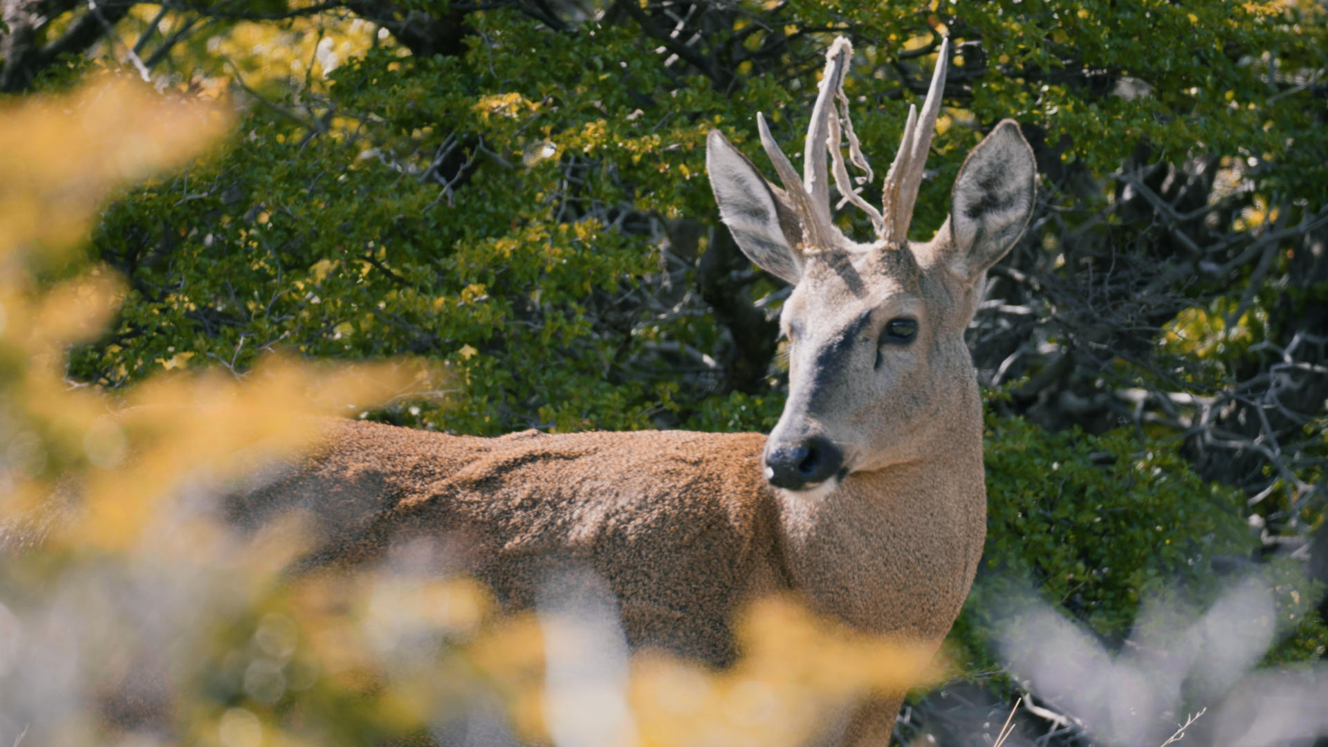 Aner Etxebarria - Patagonia - Lumix S1H
