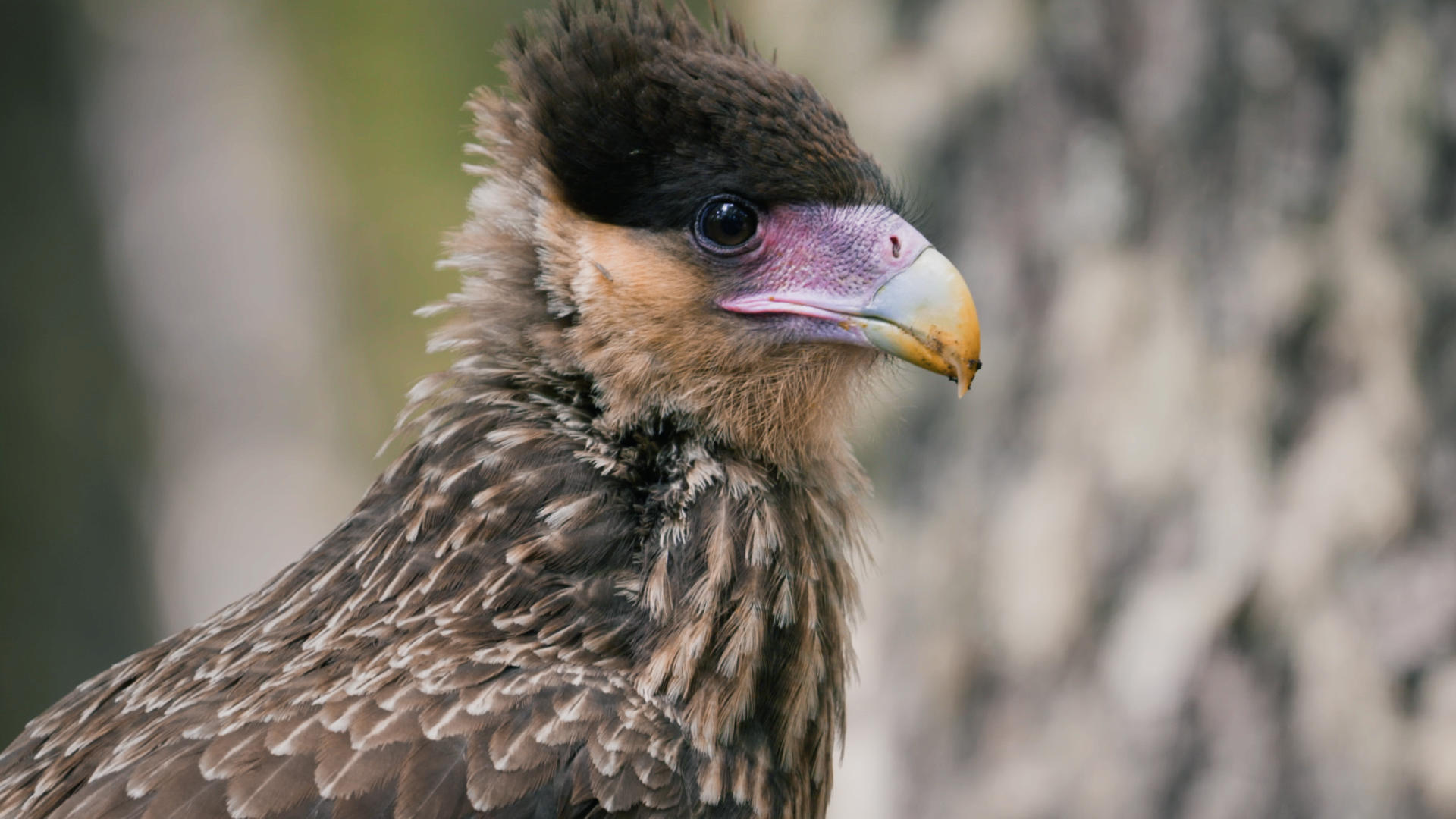 Aner Etxebarria - Patagonia - Lumix S1H