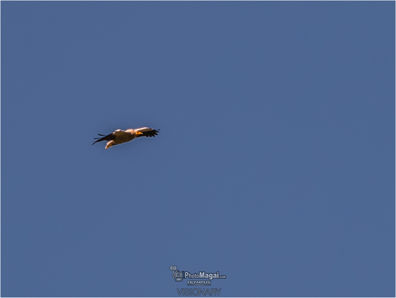 Alimoche común. Foto realizada por Andrés Magai con el objetivo Panasonic LEICA DG VARIO-ELMAR de 100-400 mm