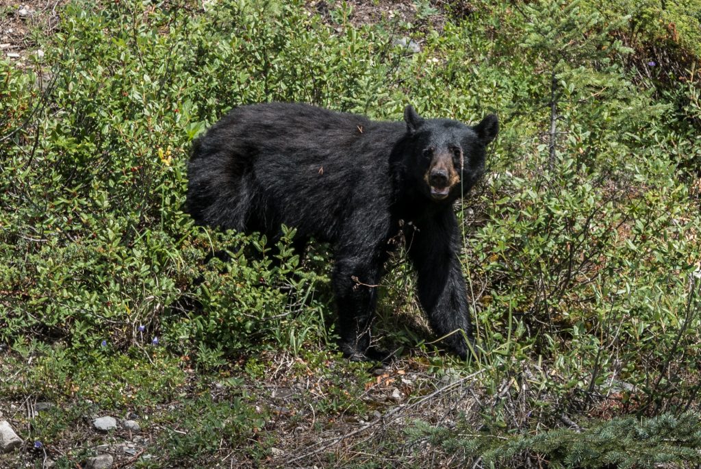 Black.bear.Banff