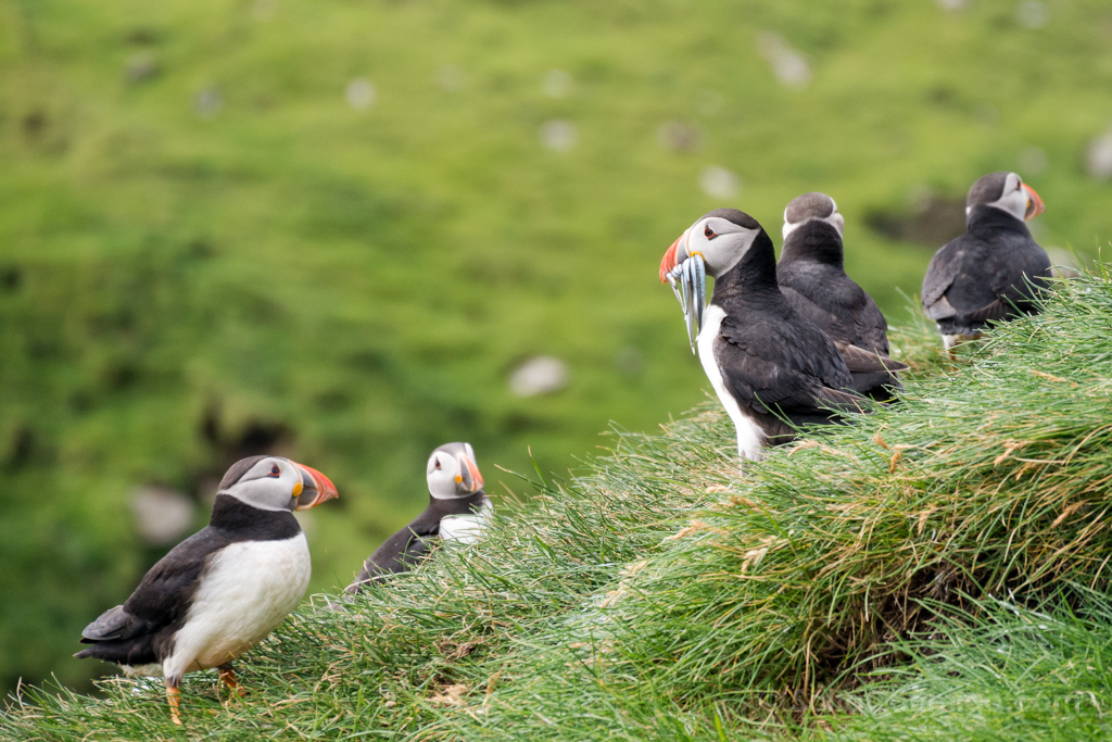 Islas feroe, frailecillos