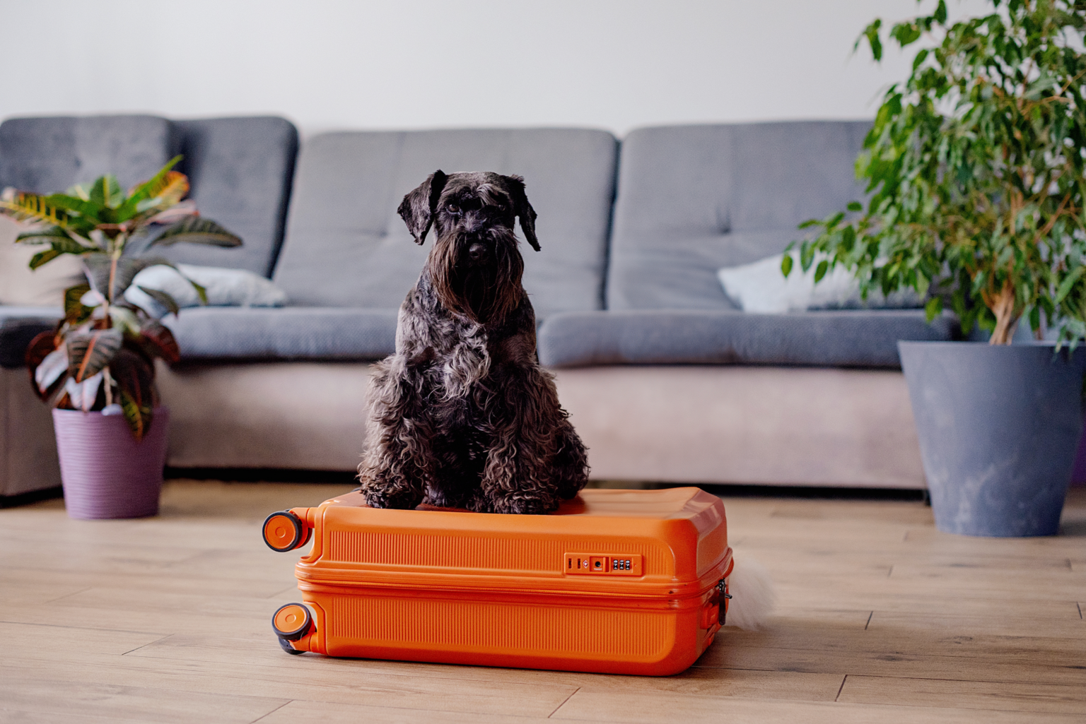top 10 destinos dog friendly españa